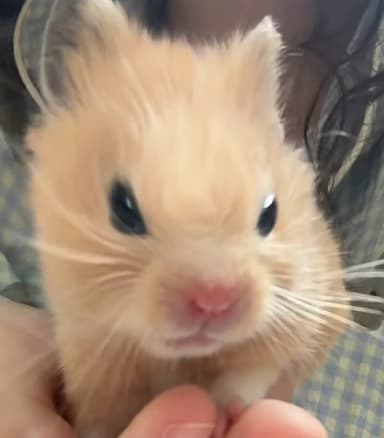Hamster profile image